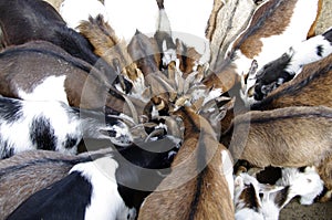 Goats / Capra aegagrus hircus go into a huddle