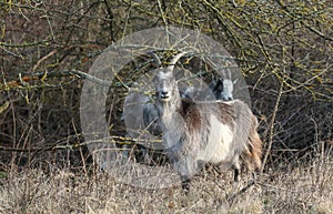 Goats Capra aegagrus hircus grazing at the edge of a wooded area.