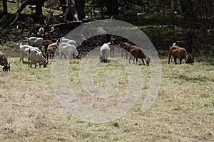 The Goats of Roseville California, 10. photo