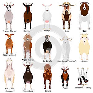 Goats chart with breeds name