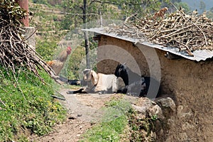 Goats and chicken in Nepalese mountains