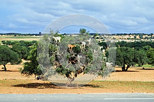 Goats climb up the argan tree to eat its nuts.