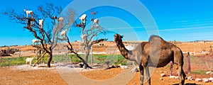 Goats climbed a tree and eat leaves, Essaouira, Souss-Massa-Draa region, Marocco