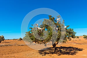 Goats climbed a tree and eat leaves, Essaouira, Souss-Massa-Draa region, Marocco. Copy space for text