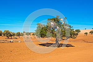 Goats climbed a tree and eat leaves, Essaouira, Souss-Massa-Draa region, Marocco. Copy space for text