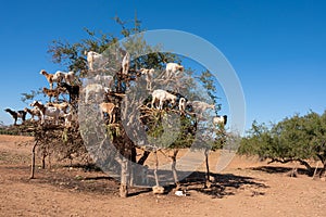 Goats climbing an Argan Tree in Morocco, Africa