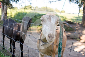 Goats, Close Up