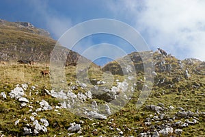 Goats in the clouds on top of Mangart panorma road in Slovenia