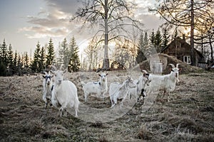 Goats in the countryside