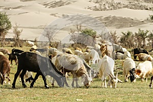 Goats crop grassland