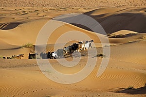 Goats crossing the dunes of Wahiba Sands, Oman