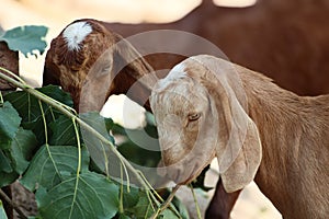 Goats a dairy animal in the animal farm