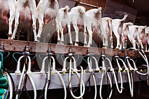 Goats in a dairy farm