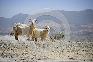 Goats in the desert