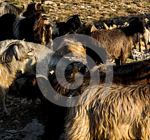 Goats in a desert countryside