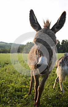 Goats and donkey on the pasture