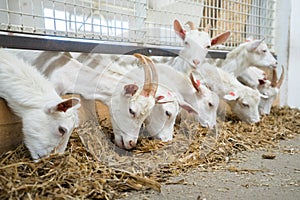 Goats eat hay or grass on the farm. Farm livestock of goat milk dairy products