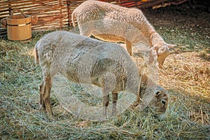 Goats eat hay on a Sunny day behind the fence. Two white house goats with ropes around their necks