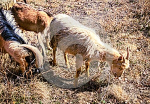 Goats Eating