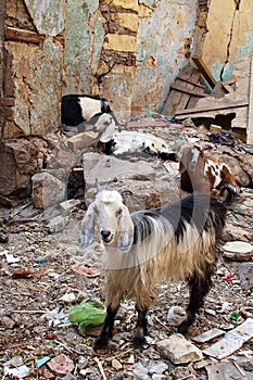 Goats eating anything