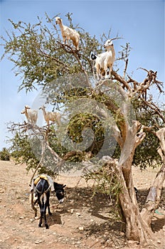 Goats eating argan fruits, Essaouira Morocco photo