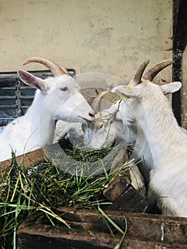 Goats eating grass at farm house