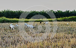 Goats eating grass in the fields