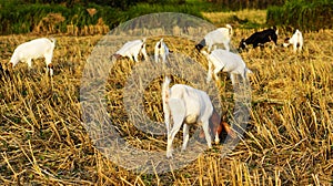 Goats eating grass in the fields