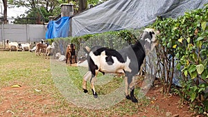 Goats eating leaves from a hedge the day before being sacrificed on Eid al-Adha