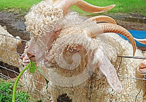 Goats eating Napier grass or elephant grass in a outdoor farm