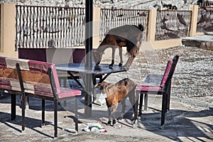 Goats eating papers and other trash, in Musandam, Oman
