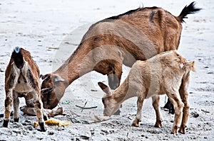Goats Eating Rubbish
