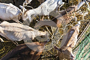 Goats eating a tree branch. Feeding goats with tree branches. Breeding of domestic animals in an enclosure.