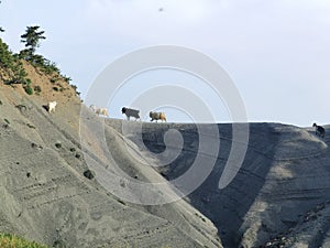 Goats on the edge of the cliff in vourgareli village arta perfecture greece