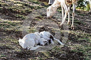 Goats in Ethiopia near the Blue Nile falls, Tis-Isat Falls in Ethiopia, Africa