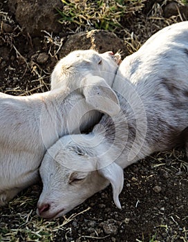 Goats in Ethiopia near the Blue Nile falls, Tis-Isat Falls in Ethiopia, Africa