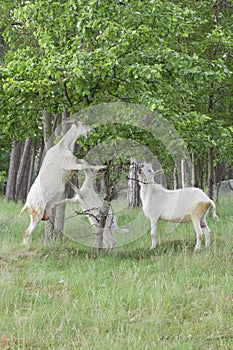 Goats family are eating