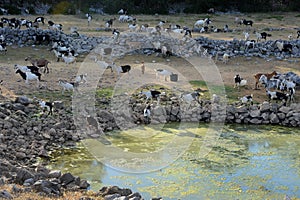 Goats on farm