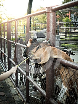 Goats in a farm