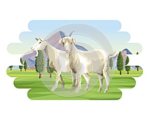 Goats farm animal