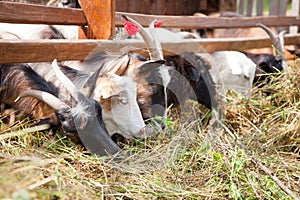 Goats on farm. close-up of a goat eating grass