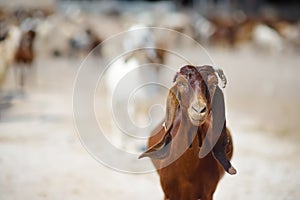 Goats on a farm in Cyprus. Dairy farming. Bio organic healthy food production. Growing livestock is a traditional direction of