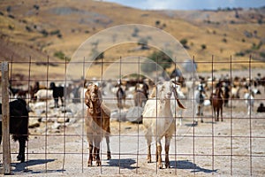 Goats on a farm in Cyprus. Dairy farming. Bio organic healthy food production. Growing livestock is a traditional direction of