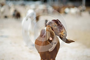 Goats on a farm in Cyprus. Dairy farming. Bio organic healthy food production. Growing livestock is a traditional direction of