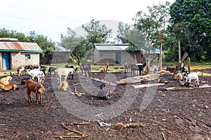 Goats at farm