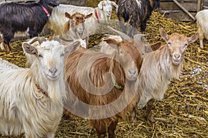 Goats at farm