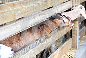 Goats on a farm near fence