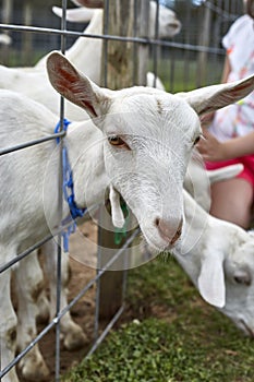 Cabras sobre el en 