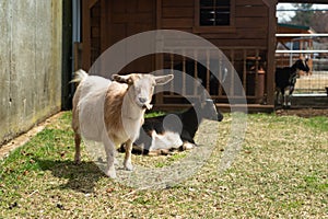 Goats on a farm in summer