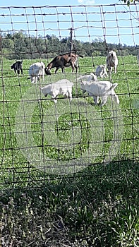 Goats photo